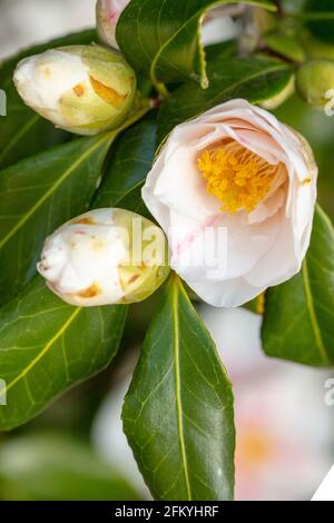 Entzückende Camellia japonica 'Lady Vansittart', Kamelie 'Lady Vansittart', in Blüte Stockfoto