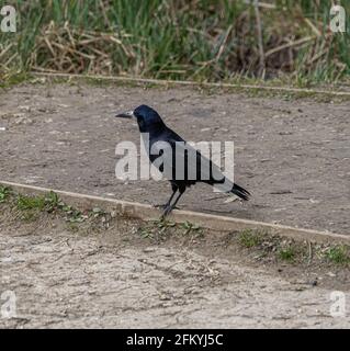 Single Bird Portrait Europäischer Rook Crow Stockfoto