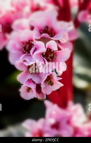 Bergenia 'Eden's Magic Giant', Elefantenohren 'Eden's Magic Giant', Pigsqueak 'Eden's Magic Giant, blühend im Frühjahr Stockfoto