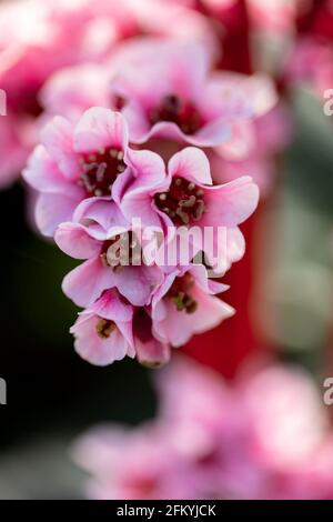 Bergenia 'Eden's Magic Giant', Elefantenohren 'Eden's Magic Giant', Pigsqueak 'Eden's Magic Giant, blühend im Frühjahr Stockfoto