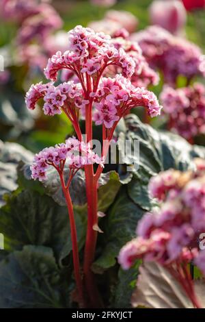 Bergenia 'Eden's Magic Giant', Elefantenohren 'Eden's Magic Giant', Pigsqueak 'Eden's Magic Giant, blühend im Frühjahr Stockfoto