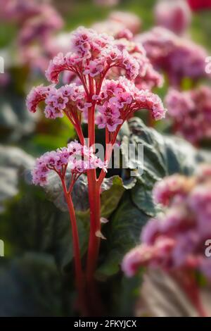 Bergenia 'Eden's Magic Giant', Elefantenohren 'Eden's Magic Giant', Pigsqueak 'Eden's Magic Giant, blühend im Frühjahr Stockfoto