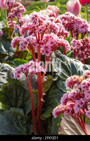 Bergenia 'Eden's Magic Giant', Elefantenohren 'Eden's Magic Giant', Pigsqueak 'Eden's Magic Giant, blühend im Frühjahr Stockfoto