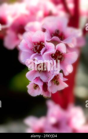 Bergenia 'Eden's Magic Giant', Elefantenohren 'Eden's Magic Giant', Pigsqueak 'Eden's Magic Giant, blühend im Frühjahr Stockfoto