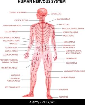 Menschlicher Körper zentrales Gehirn Rückenmark und peripheres Nervensystem Realistische Darstellung des Vektorgrafikes der anatomischen Terminologie Stock Vektor