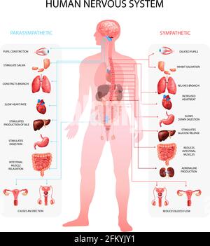 Sympathische parasympathische Infotafeln des menschlichen Nervensystems mit Organdarstellung Und anatomische Terminologie pädagogisch realistische Vektor illustrationo Stock Vektor