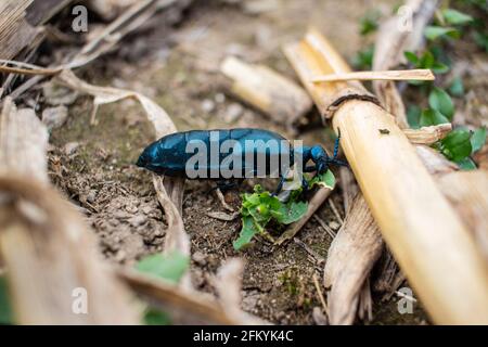 Nahaufnahme von violetten Ölkäfer in natürlicher Umgebung Stockfoto