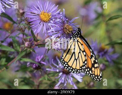 Nahaufnahme eines Monarchen-Schmetterlings, der sich während der Herbstmigration von Nektar aus violetten Astern ernährt, Ontario, Kanada. Wissenschaftlicher Name ist Danaus plexippus. Stockfoto