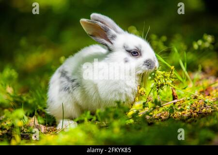 Niedliche kleine weiße Hase Kaninchen auf der Wiese essen Hochformat Stockfoto