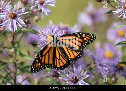 Nahaufnahme von Monarch Butterfly mit offenen Flügeln, die sich im Herbst in Kanada von Nektar aus Neuengland-Astern ernähren. Wissenschaftlicher Name ist Danaus plexippus. Stockfoto