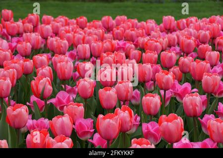 Darwin Hybrid Tulpe „Pink Impression“ blüht in voller Blüte Stockfoto