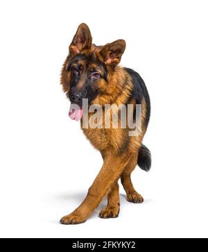 Keuchender deutscher Schäferhund, isoliert, zur Kamera Stockfoto
