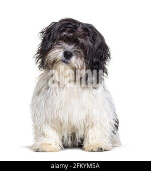 Shaggy und kleine Mischlingshund, sitzend Stockfoto