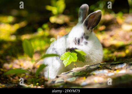 Niedliche kleine weiße Hase Kaninchen auf der Wiese essen Hochformat Stockfoto