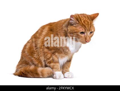 Depressive Ingwerkatze schaut nach unten, isoliert Stockfoto