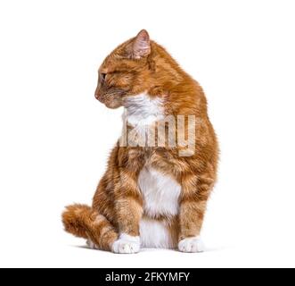 Junge Ingwerkatze blickt zurück, isoliert Stockfoto