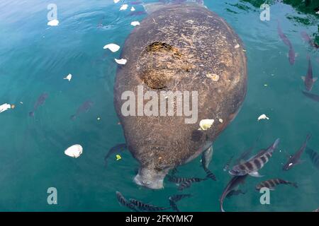 Manatee in den Gewässern des Crystal River National Wildlife Refuge, Florida, USA.die karibische Manatee, Trichechus manatus, ist ein Säugetier Stockfoto