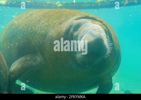 Manatee Unterwasser im Crystal River National Wildlife Refuge, Florida, USA. Karibischer Seekühe. Trichechus manatus-Art. Pflanzenfressend Stockfoto