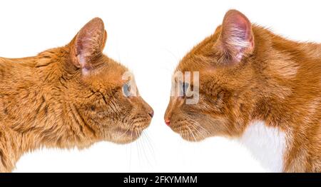 Zwei Ingwerkatzen, eine junge, eine Erwachsene, von Angesicht zu Angesicht, Seitenansicht, die sich gegenseitig sehen Stockfoto