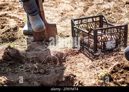 Farmer Mann Boot auf Spaten bereiten für das Graben. Box mit Kartoffeln zum Pflanzen. Gekeimtes Potatoe mit Augen, Augapfel, Knospe erschienen. Chitting Solanum tubero Stockfoto