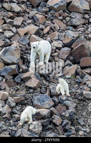Mutter Eisbär mit Jungen, Cape Brewster, Ostgrönland. Stockfoto