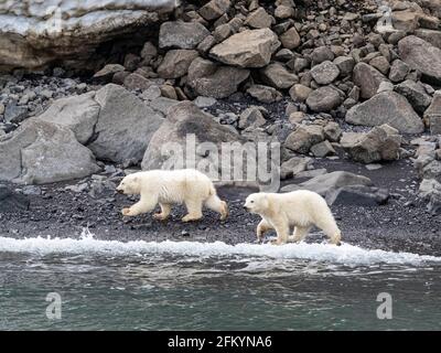 Eisbären Jungen des Jahres, Ursus maritimus, Nahrungssuche mit Mama in der Nähe, Cape Brewster, Grönland.