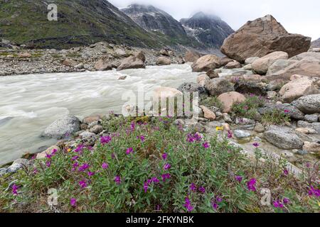 Flussschönheiten säumen den Rand eines Schmelzwasserflusses vom Igdlorsuit Glacier, Prins Christian Sund, Grönland. Stockfoto