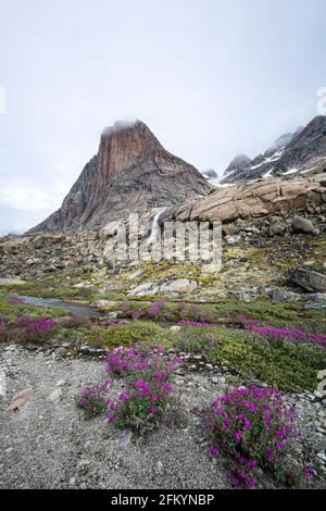 Flussschönheiten säumen den Rand eines Schmelzwasserflusses vom Igdlorsuit Glacier, Prins Christian Sund, Grönland. Stockfoto