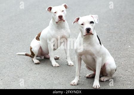 Two Pitbull American Stanford - Hunde Für Erwachsene Haustiere. Stockfoto