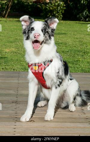 Haustier; wunderschöner weißer australischer Schäferhund mit schwarzen Flecken. Stockfoto