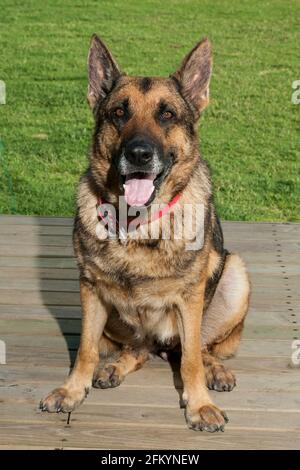 Haustier; schöner erwachsener Hund, Deutscher Schäferhund auf dem Holzboden sitzend. Stockfoto