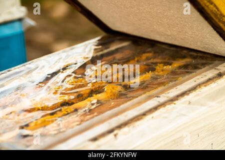 Öffnen Sie im Frühling bei kaltem Wetter den Deckel des Bienenstocks. Inspektion von Bienenfamilien auf Bienenhaus im Frühjahr bei kaltem Wetter. Bienenzuchtkonzept Stockfoto