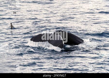 Buckelwal, Megaptera novaeangliae, Egel-Up-Tauchen in Mackenzie Bay, Grönländische See, Grönland. Stockfoto