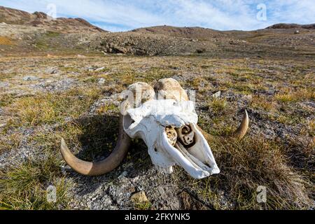 Muskox, Ovibos moschatus, Schädel auf der Tundra in Mackenzie Bugt, Myggbukta, nordöstliches Grönland. Stockfoto