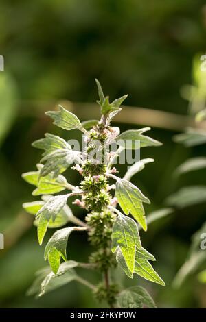 Leonurus cardiaca, Mutterkraut, Wurfkraut, Löwenohr, Löwenschwanz-Heilpflanze mit gegenüberliegenden Blättern gezackte Ränder Blühen im Sommer Stockfoto