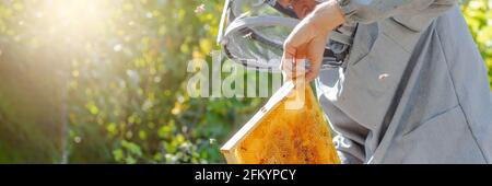 Imker zieht Bienen aus dem Rahmen, vereint Bienenfamilie und stellt Rahmen mit Königinnen Zellen in Imkerei. Imkerei. Imker grau Schutzanzug Kostüm che Stockfoto