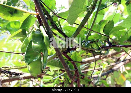 Frischer und gesunder Edamame-Vorrat auf Baum fest für Ernte Stockfoto