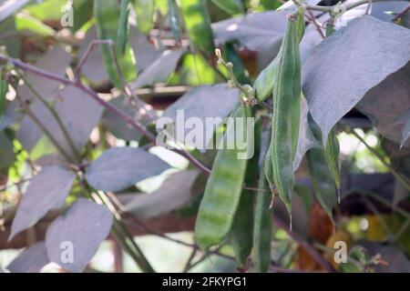 Frischer und gesunder Edamame-Vorrat auf Baum fest für Ernte Stockfoto