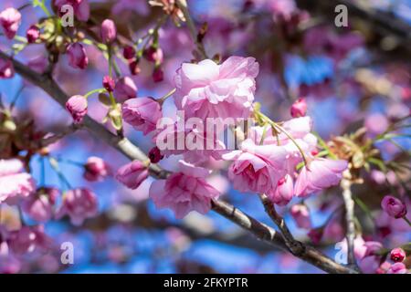 Nahaufnahme der japanischen Kirschblüten im Frühjahr vor einem blauen Himmel Bokeh Hintergrund. In St. Thomas, Ontario, Kanada. Stockfoto