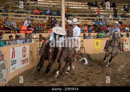 Ein charro zeigt sein Können beim aufregenden Bocking-Horse-Event beim Charreada-Wettbewerb in Tlajomulco de Zuniga, Jalisco, Mexiko. Stockfoto