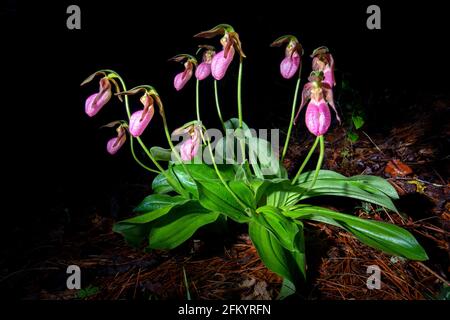 Pink Lady's Slipper (Cypripedium acaule) - Pisgah National Forest, Brevard, North Carolina, USA Stockfoto