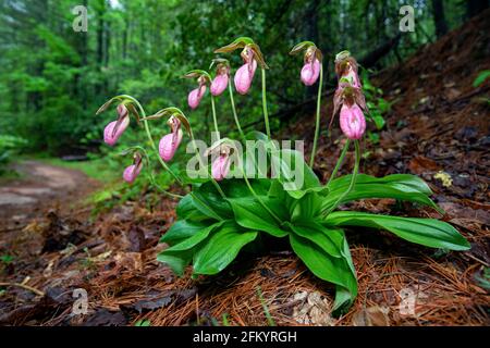 Pink Lady's Slipper (Cypripedium acaule) - Pisgah National Forest, Brevard, North Carolina, USA Stockfoto