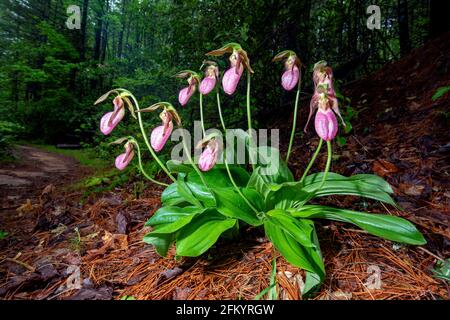 Pink Lady's Slipper (Cypripedium acaule) - Pisgah National Forest, Brevard, North Carolina, USA Stockfoto