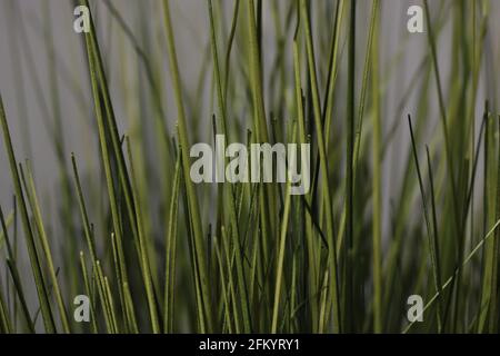 Makro-Klingen Für Künstliches Grünes Gras Stockfoto