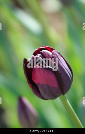 Blühende Lila triumphieren Tulpen mit einem tief maronigen Burgunder-Farbton Stockfoto