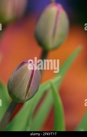 Blühende Lila triumphieren Tulpen mit einem tief maronigen Burgunder-Farbton Stockfoto