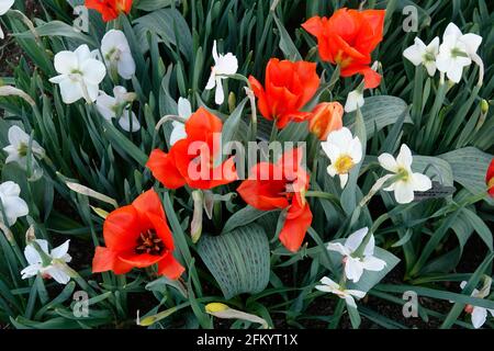 Eine Vielzahl von Feurigen roten Tulpen mit gelber Flamme Basis zwischen gelben und weißen Narzissen in einem Botanischen Garten Stockfoto