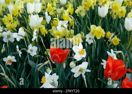 Eine Vielzahl von Feurigen roten Tulpen mit gelber Flamme Basis zwischen gelben und weißen Narzissen in einem Botanischen Garten Stockfoto