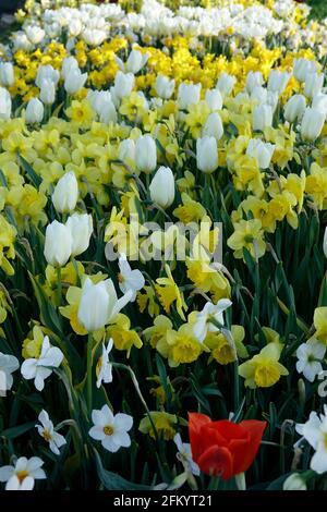 Eine Vielzahl von Feurigen roten Tulpen mit gelber Flamme Basis zwischen gelben und weißen Narzissen in einem Botanischen Garten Stockfoto