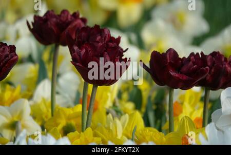 Eine Vielzahl von Frühlingsblumen von schwarzen Papageien, Frühlingsgrünen Tulpen und gelben und weißen Narzissen in einem botanischen Garten Stockfoto